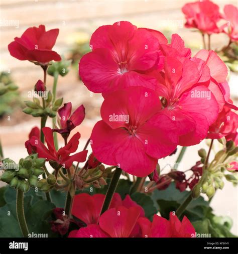 Blooming red geraniums. Geranium is a genus of 422 species of flowering ...