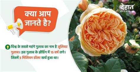 world's most expensive rose