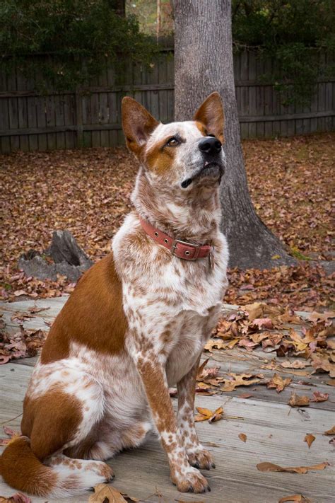 Australian Cattle Dog Breed » Information, Pictures, & More