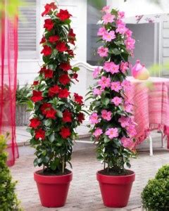 Cloud Farm Mandevilla Plant Price in India - Buy Cloud Farm Mandevilla ...
