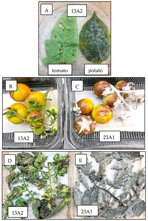 Population Structure of Phytophthora infestans in Israel Changes ...