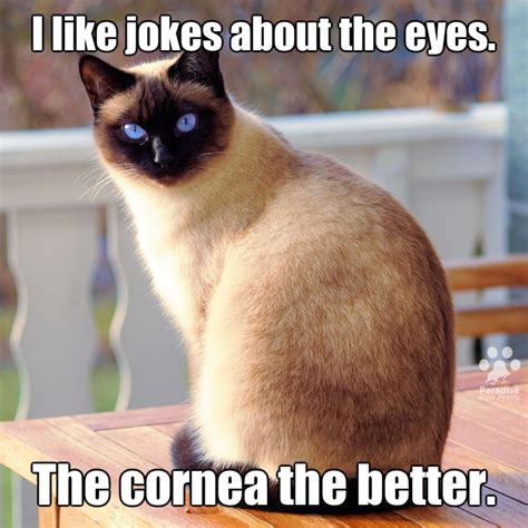 There comes a time when a bad joke... | Cat quotes funny, Funny cat ...