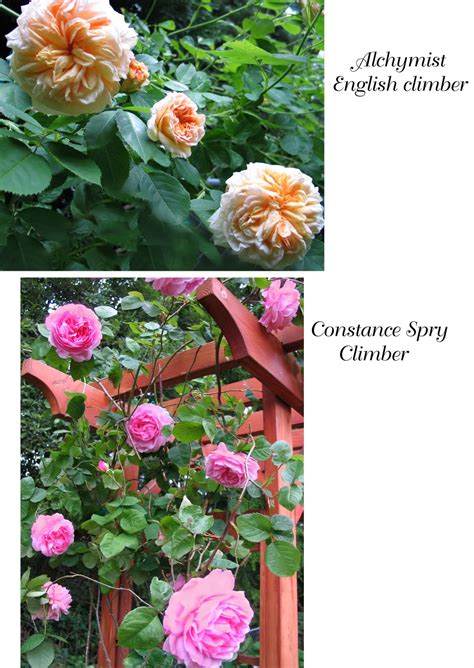 Fastest Climbing Roses 的图像结果