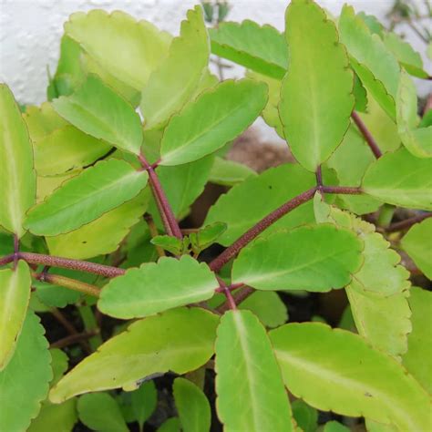 Gurveplantationi - Patharchatta Panfuti/Bryophyllum Pinnatum/Miracle ...