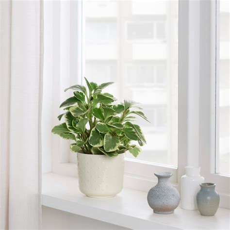 Garden Pots - Buy planters online at affordable price in india. - IKEA