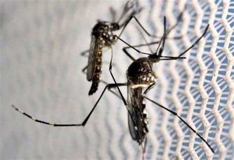 Dengue cases surge in Bihar, 55 reported in last 24 hours - IBTimes India