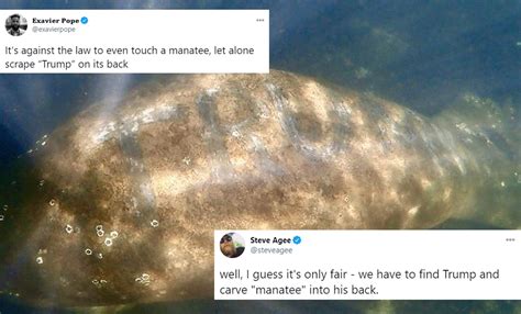 Video: The Word 'Trump' Etched On A Manatee In Florida Prompts ...