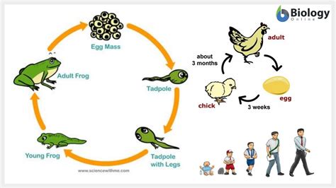 Chordata Phylum Characteristics