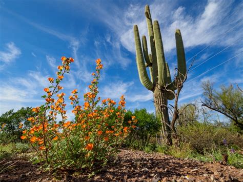 Desert Biome Plants