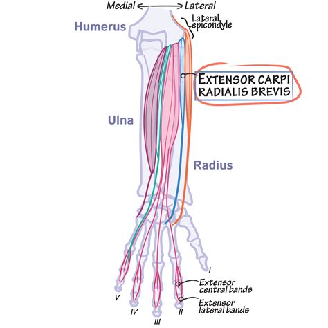 Gross Anatomy: Superficial Layer of Posterior Forearm - Archive | ditki ...
