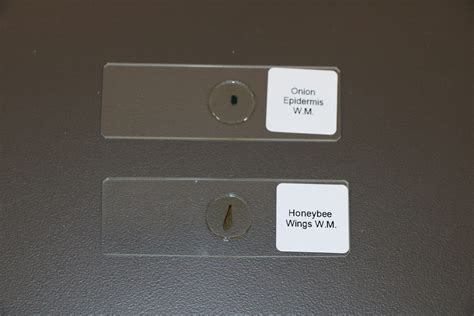 Image result for Digital Microscope Tutorial