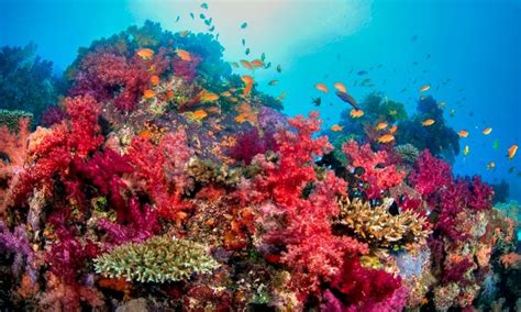 Fiji Dive Trip, Paradise Taveuni, Suva, 26 March 2027 | AllEvents