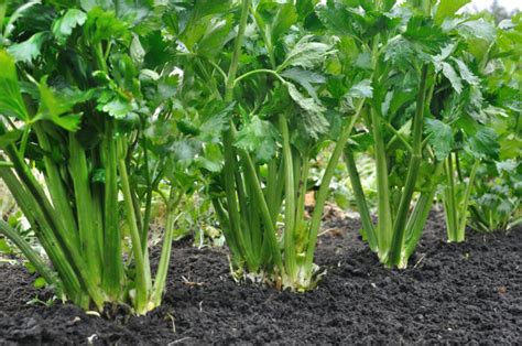 芹菜怎么种植容易发芽-百度经验