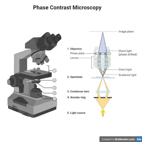 Image result for Phase Ring Alignment