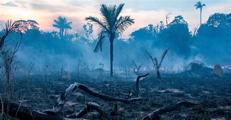 Amazon rainforest emitting more carbon than it absorbs – study – The ...