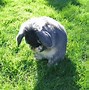 Image result for Bunny Photo Shoot