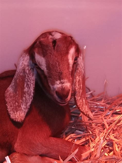 Sick Goat 的图像结果