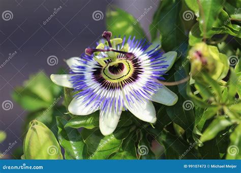 Passion flower stock image. Image of botany, exotic, botanical - 99107473