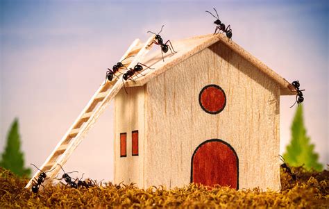 How to Get Rid of Ants in The House | Best Ant Killers – Chainsaw Journal