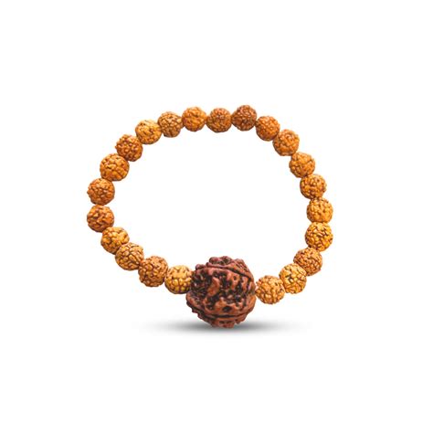6 Mukhi Rudraksha Bracelet – Shiv Kripa Rudraksha