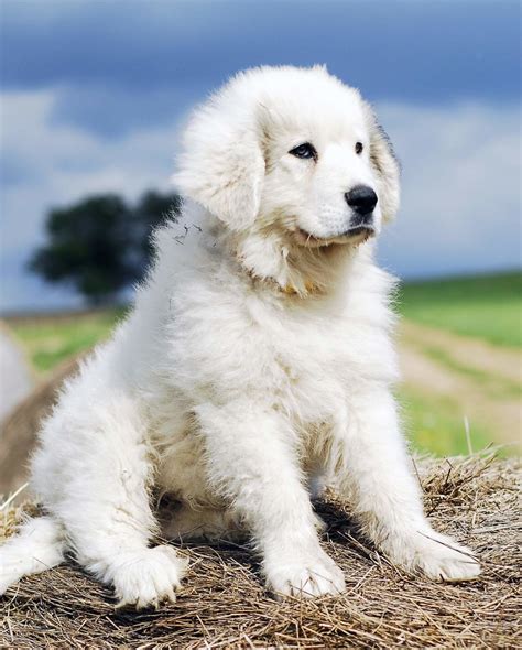 Colorado Mountain Dog Vs Great Pyrenees Colorado Mountain Dog Puppies