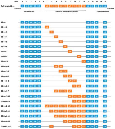 CD44 Variant Expression in Follicular Cell-Derived Thyroid Cancers ...