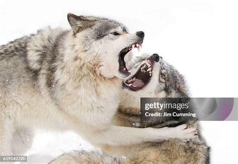 Wolves Fighting 的图像结果