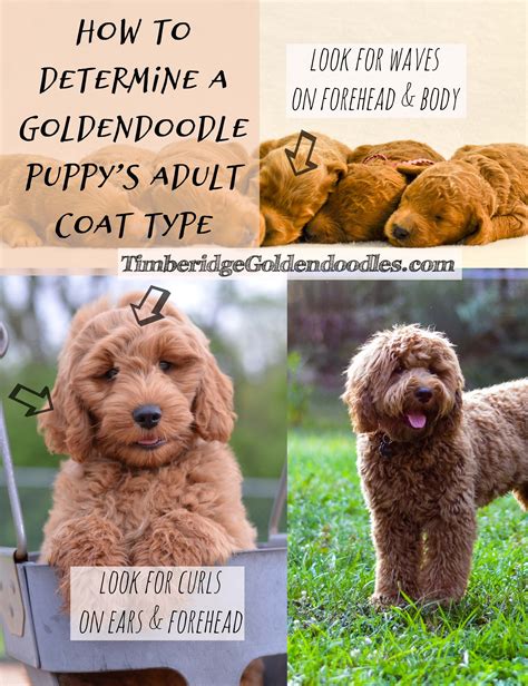 Miniature Goldendoodle Adults