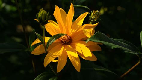 [100+] Yellow Aesthetic Flower Desktop Wallpapers | Wallpapers.com