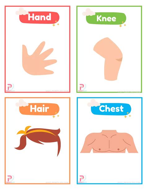 Body Parts Flashcards Printable Free | Printable flash cards ...