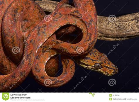 Amazon Tree Python 的图像结果