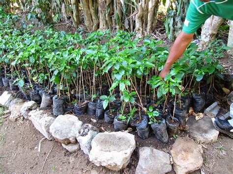 How They Make Coffee 的图像结果