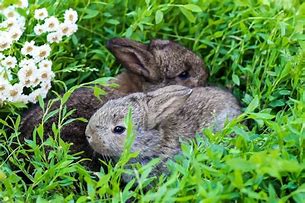 Image result for Pink Fluffy Bunny Tail