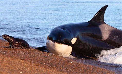 Orcas Real Life