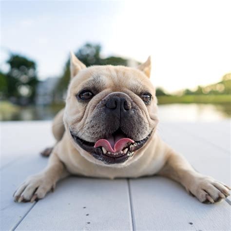 Pet Information In Cumberland, RI 02864 | Diamond Hill Animal Clinic