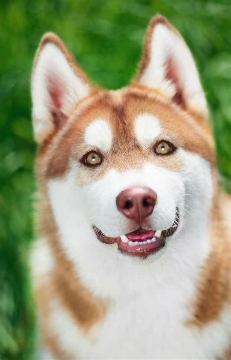Pictures Of Huskies - An Amazing Gallery of Siberian And Alaskan Dogs ...