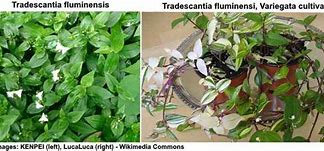 Image result for Purple Heart Wandering Jew Plant