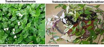 Image result for Wandering Jew Plant Special Features