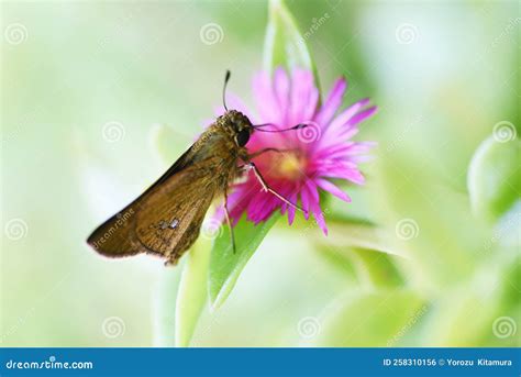 Baby Sun Rose Aptenia Cordifolia Flowers. Stock Photo - Image of ...