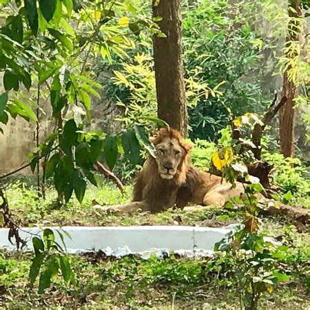 Nandankanan Zoological Park (Bhubaneswar) - 2019 What to Know Before ...