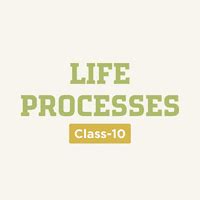 Life Processes Class 10 PPT
