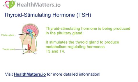 What is the Thyroid-Stimulating Hormone (TSH)?
