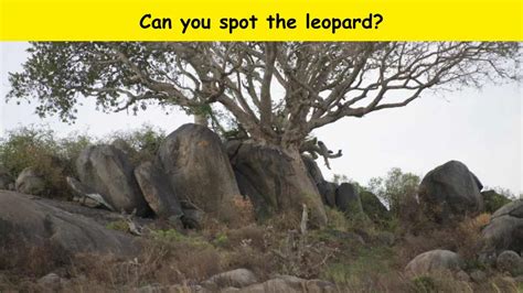 You have powerful vision if you can spot the leopard in the grassland ...