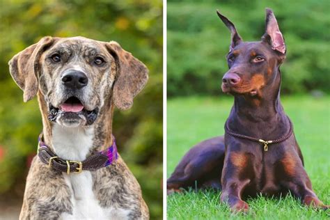 Doberman Vs. Great Dane: Which Is The Best Dog For You?