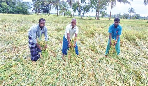 அம்மாபேட்டையில் தொடர் மழையால் வயலில் சாய்ந்த 500 ஏக்கர் குறுவை பயிர்கள் ...