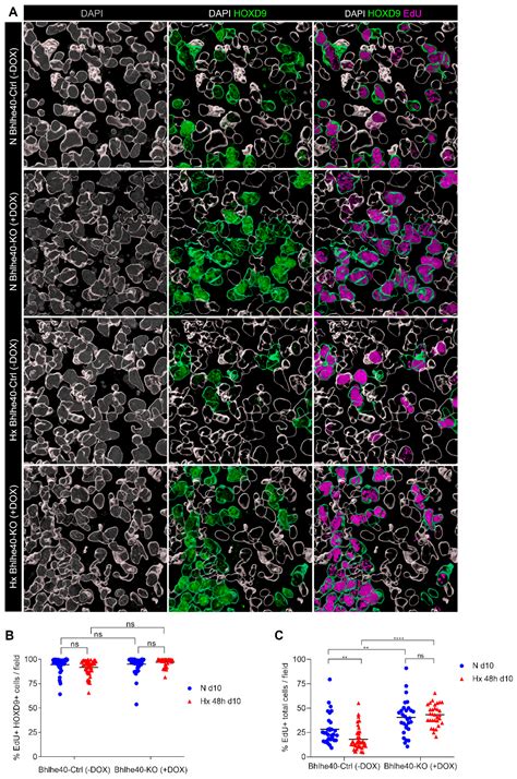 Bhlhe40 Regulates Proliferation and Angiogenesis in Mouse Embryoid ...