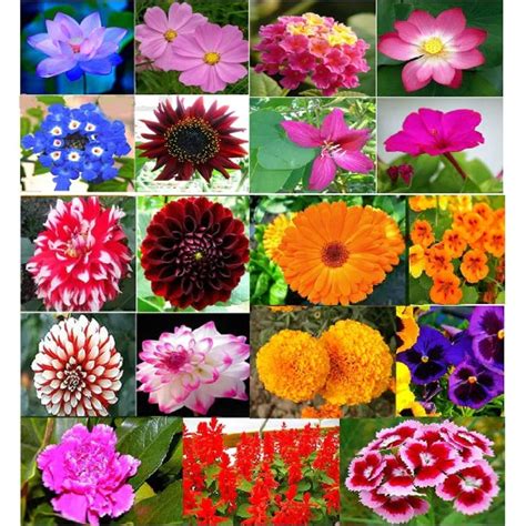Winter Flower Plant Seeds