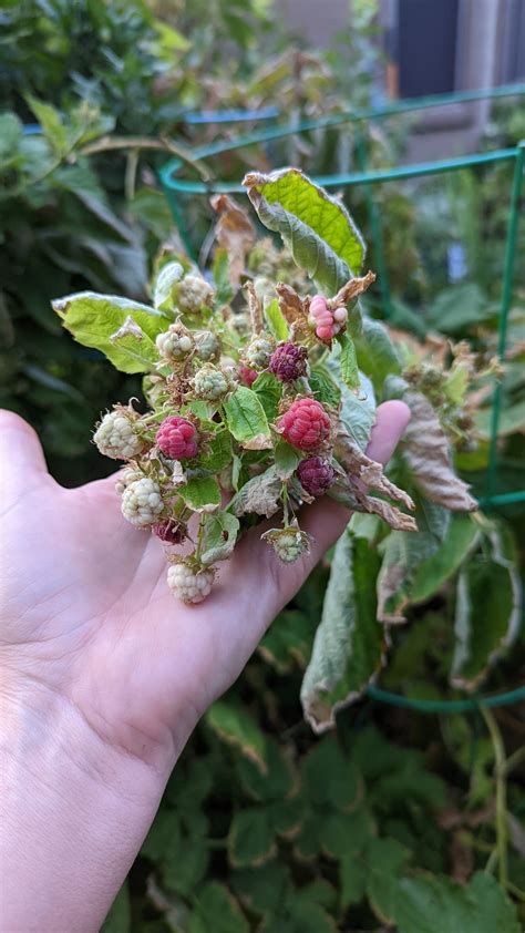 Growing Raspberries in Containers: A Step-By-Step Guide - can you grow raspberries in a pot
