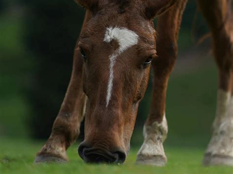 Horses With Horse Shaped Markings - The Equinest