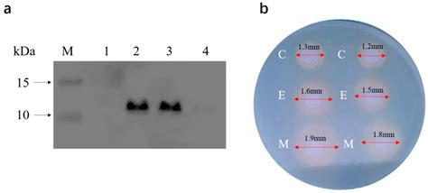 Antibacterial MccM as the Major Microcin in Escherichia coli Nissle ...